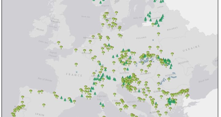 New Map Shows Many Old-growth Forests Remain In Europe