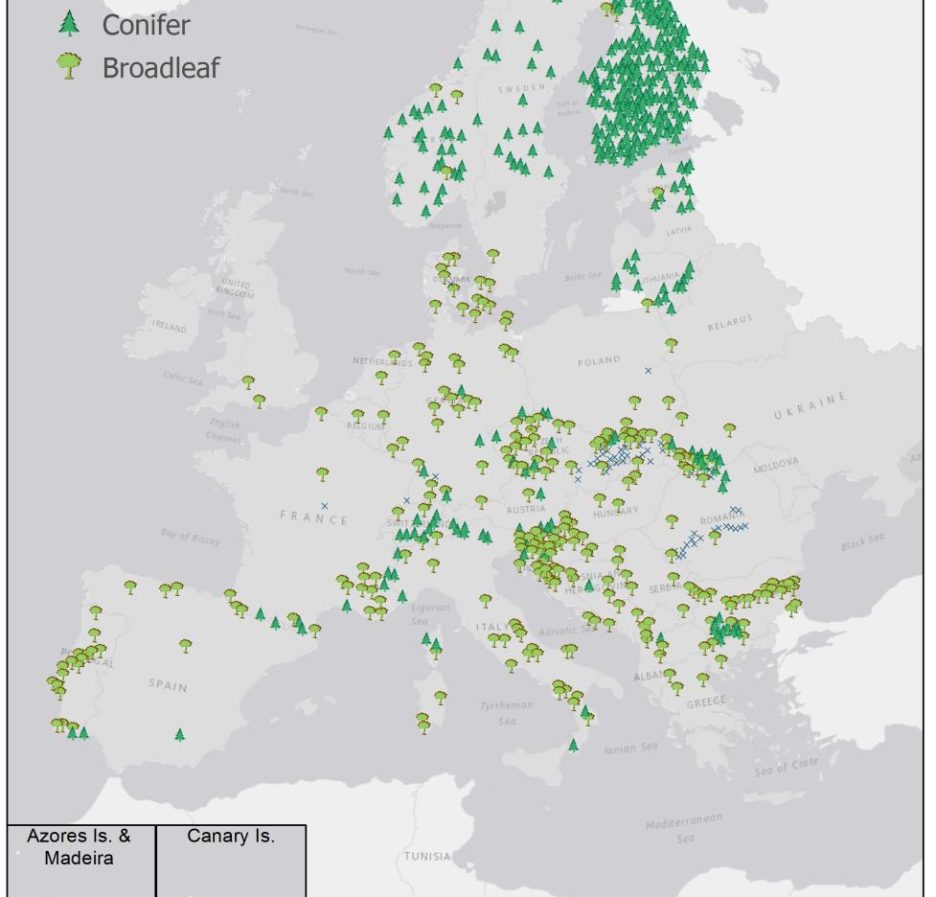 New Map Shows Many Old-growth Forests Remain In Europe